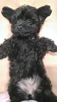 Pink Collar Yorkipoo, a female Yorkipoo for sale in Central Islip, NY – 2 of 3
