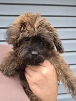 Yorkiepoo Female, 3 Months Old, Orange Collar 🧡, a female Yorkipoo for sale in Central Islip, NY – 2 of 5