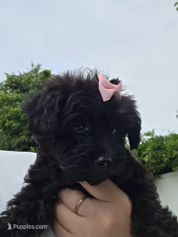 Pink Collar Yorkipoo – Yorkipoo puppy for sale in Central Islip, NY