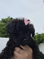 Pink Collar Yorkipoo, a female Yorkipoo for sale in Central Islip, NY – 1 of 3