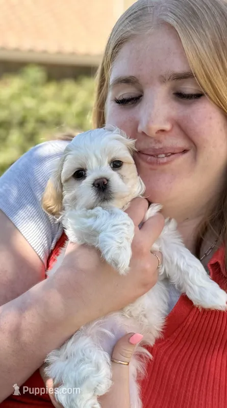 Waffle – Bichon Frise, Shih Tzu puppy for sale in Mesa, AZ