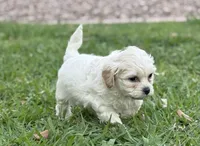 Waffle, a male Bichon Frise and Shih Tzu for sale in Mesa, AZ – Photo 2 of 2