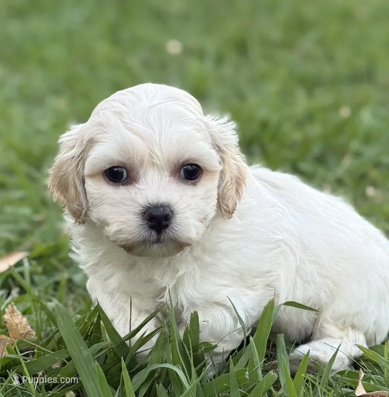 Waffle – Bichon Frise, Shih Tzu puppy for sale in Mesa, AZ