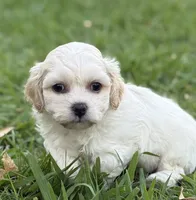 Waffle, a male Bichon Frise and Shih Tzu for sale in Mesa, AZ – Photo 1 of 2