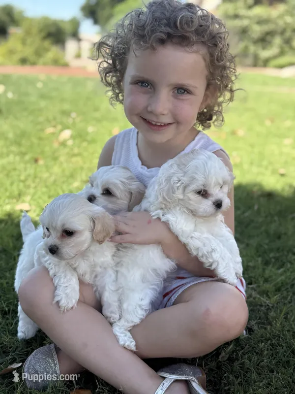 Teddy – Bichon Frise, Shih Tzu puppy for sale in Mesa, AZ