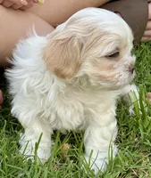 Teddy, a male Bichon Frise and Shih Tzu for sale in Mesa, AZ – Photo 2 of 3
