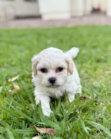 Teddy, a male Bichon Frise and Shih Tzu for sale in Mesa, AZ – Photo 3 of 3