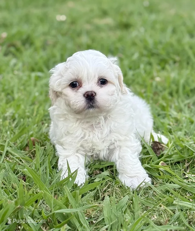 Teddy – Bichon Frise, Shih Tzu puppy for sale in Mesa, AZ