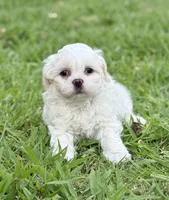 Teddy, a male Bichon Frise and Shih Tzu for sale in Mesa, AZ – Photo 1 of 3