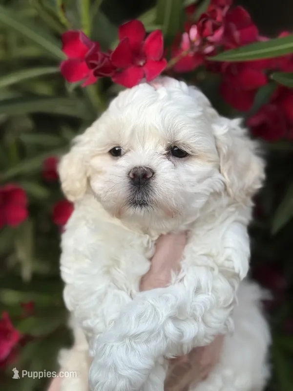Teddy – Bichon Frise, Shih Tzu puppy on hold in Mesa, AZ