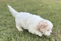 Gracie, a female Bichon Frise and Shih Tzu for sale in Mesa, AZ – Photo 2 of 4