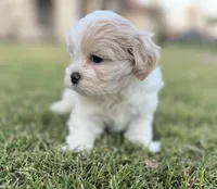 Gracie, a female Bichon Frise and Shih Tzu for sale in Mesa, AZ – Photo 3 of 4
