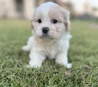 Gracie, a female Bichon Frise and Shih Tzu for sale in Mesa, AZ – Photo 4 of 4