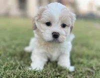 Gracie, a female Bichon Frise and Shih Tzu for sale in Mesa, AZ – Photo 1 of 4