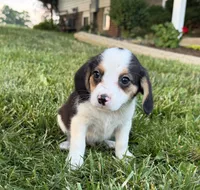 Randy, a male Beagle for sale in Millersburg, OH – 3 of 5