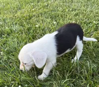 Sandy, a female Beagle for sale in Millersburg, OH – 4 of 5