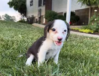 Sally, a female Beagle for sale in Millersburg, OH – 3 of 4