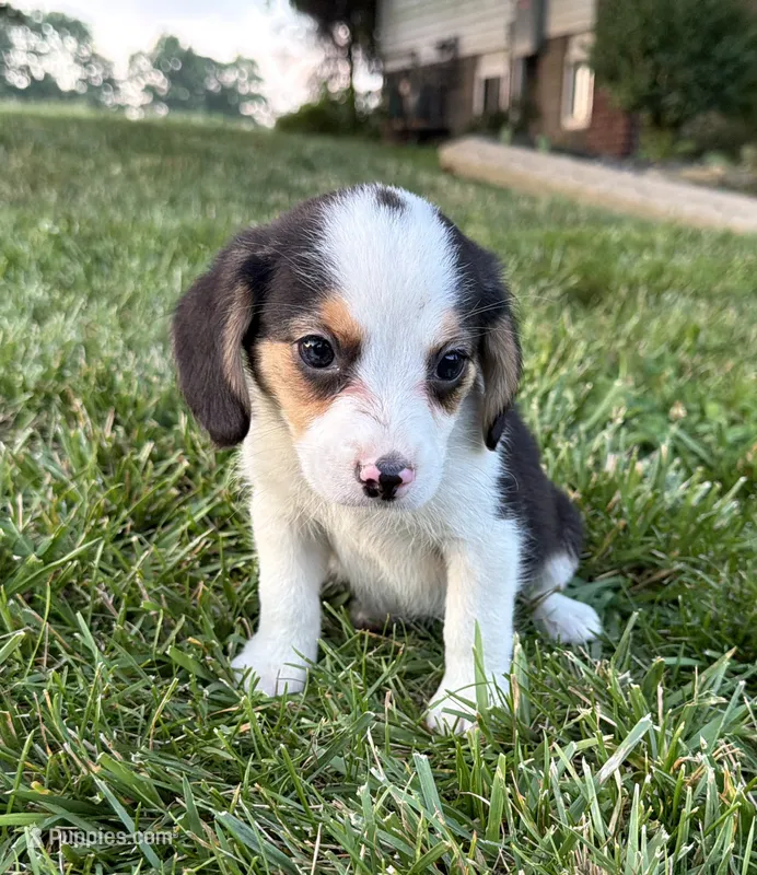 Randy – Beagle puppy for sale in Millersburg, OH