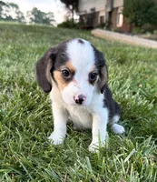 Randy, a male Beagle for sale in Millersburg, OH – 1 of 5