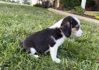 Randy, a male Beagle for sale in Millersburg, OH – 2 of 5
