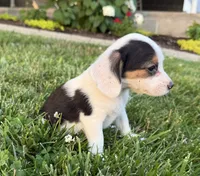 Sandy, a female Beagle for sale in Millersburg, OH – 3 of 5