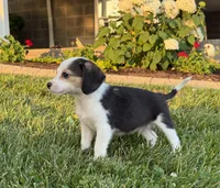River, a male Beagle for sale in Millersburg, OH – 3 of 4