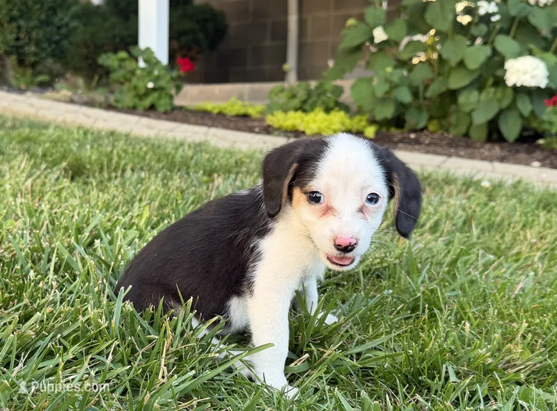 Sally – Beagle puppy for sale in Millersburg, OH