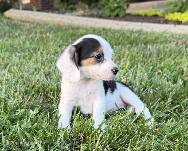 Sandy – Beagle puppy for sale in Millersburg, OH