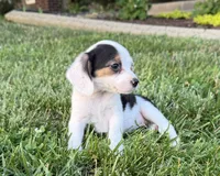 Sandy, a female Beagle for sale in Millersburg, OH – 1 of 5