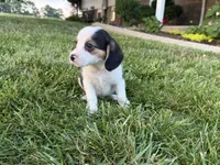 Randy, a male Beagle for sale in Millersburg, OH – 4 of 5