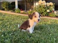 River, a male Beagle for sale in Millersburg, OH – 2 of 4