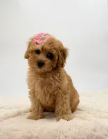 Aria, a female Cavapoo for sale in Millersburg, OH – Photo 2 of 4