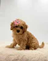 Aria, a female Cavapoo for sale in Millersburg, OH – Photo 4 of 4