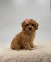 Aria, a female Cavapoo for sale in Millersburg, OH – Photo 3 of 4