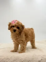 Aria, a female Cavapoo for sale in Millersburg, OH – Photo 1 of 4