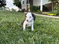 Sally, a female Beagle for sale in Millersburg, OH – 2 of 4