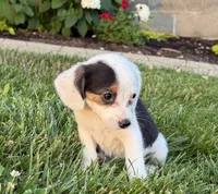 Sandy, a female Beagle for sale in Millersburg, OH – 2 of 5