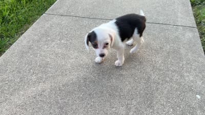 Sandy, a female Beagle for sale in Millersburg, OH – 5 of 5