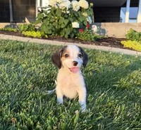 River, a male Beagle for sale in Millersburg, OH – 4 of 4