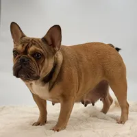 Sabrina, a female French Bulldog for sale in Millersburg, OH – Photo 2 of 5