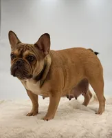 Sabrina, a female French Bulldog for sale in Millersburg, OH – Photo 2 of 5