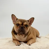 Sabrina, a female French Bulldog for sale in Millersburg, OH – Photo 4 of 5