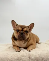 Sabrina, a female French Bulldog for sale in Millersburg, OH – Photo 4 of 5