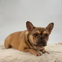 Sabrina, a female French Bulldog for sale in Millersburg, OH – Photo 3 of 5