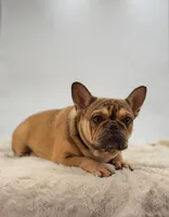 Sabrina, a female French Bulldog for sale in Millersburg, OH – Photo 3 of 5