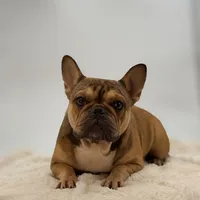 Sabrina, a female French Bulldog for sale in Millersburg, OH – Photo 1 of 5