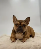 Sabrina, a female French Bulldog for sale in Millersburg, OH – Photo 1 of 5