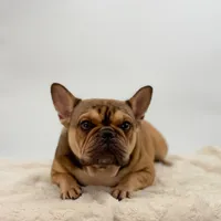 Sabrina, a female French Bulldog for sale in Millersburg, OH – Photo 5 of 5