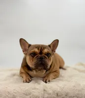 Sabrina, a female French Bulldog for sale in Millersburg, OH – Photo 5 of 5