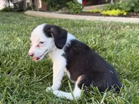 Sally, a female Beagle for sale in Millersburg, OH – 4 of 4